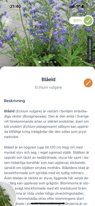 Blommande blåeld (Echium vulgare) på trottoar. Telefon skärmdump, informationstext, batteri och klockslag synligt.