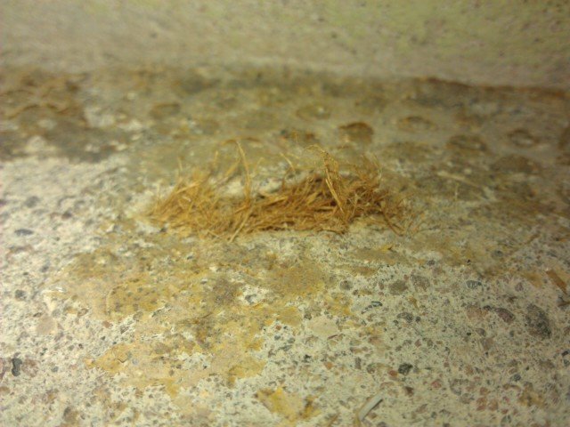 IMAG0684.jpg