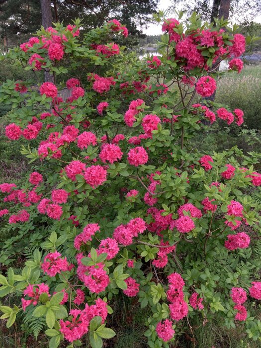 En stor buske med rosa blommor, gröna blad, i en skogsnära miljö.