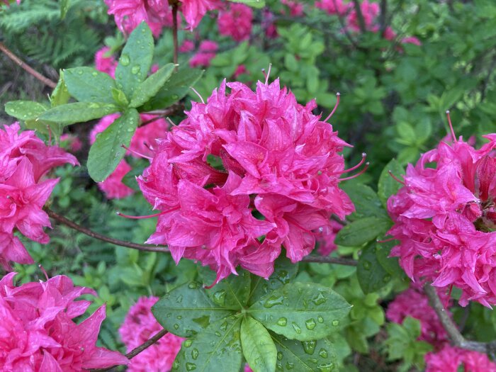 Rosa blommor med riklig flikig kronbladstruktur, våta gröna blad, droppar, troligen efter regn.