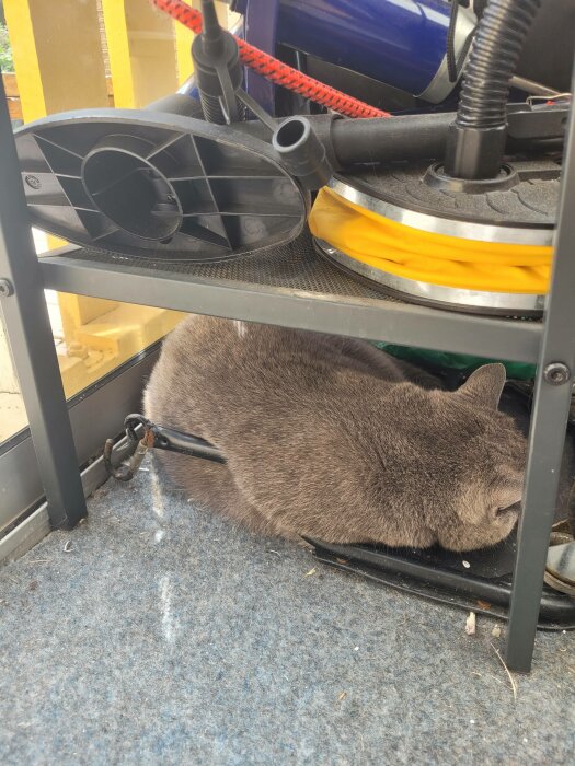 Grå katt sover under en hylla med elkablar och städredskap, även en dammsugare syns.