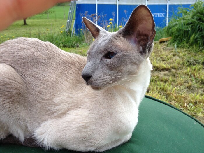 Siamesisk katt ligger ute, lugn blick, gräs och tält i bakgrunden.