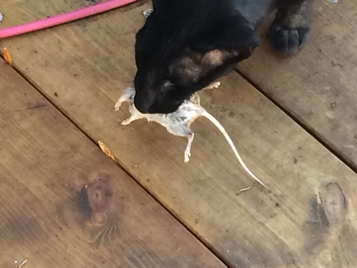 Svart hund nosar på död gnagare på träyta.