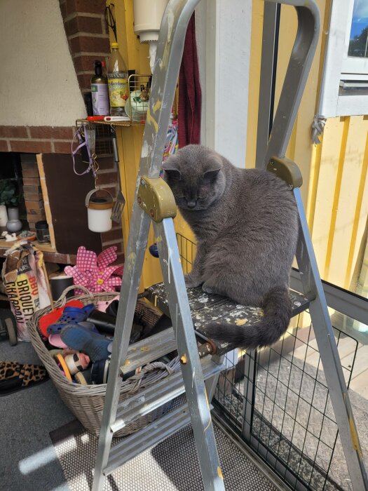 Grå katt sitter på en stege bland husgeråd och skor på en veranda.