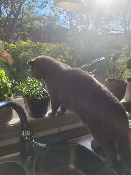 Grå katt på fönsterbräda, soligt, gröna växter, kökskran, motljus, hushållsinteriör.
