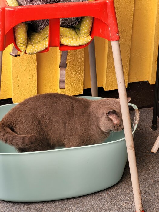 En grå katt ligger i en grön plastbalja bredvid en röd barnstol.