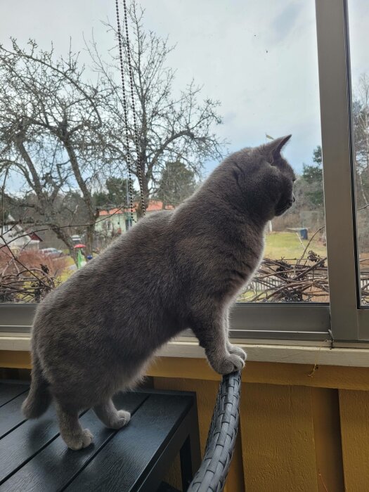 Grå katt tittar ut genom fönster, träd utan löv, dagtid, inomhusmöbler, lugnt landskap utanför.