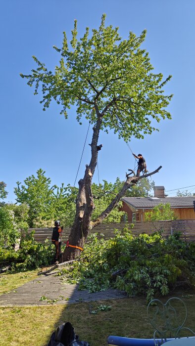 Två personer kapar träd, grenar på marken, klar himmel, säkerhetsutrustning, utomhus, dagtid.