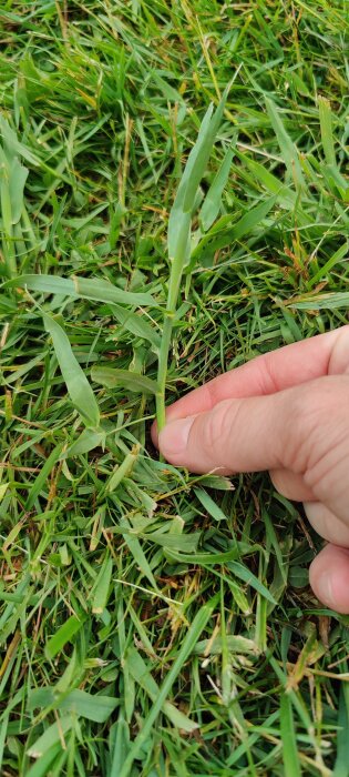 Personens hand rör vid grönt gräs, närbild, dagtid, ojämnt klippt gräs, utomhus.