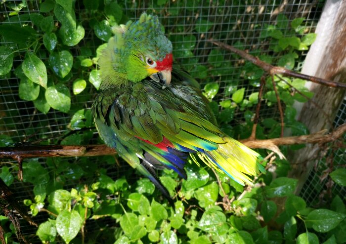 Färgglad papegoja blöt, sitter på gren, omgiven av gröna blad, galler i bakgrunden.