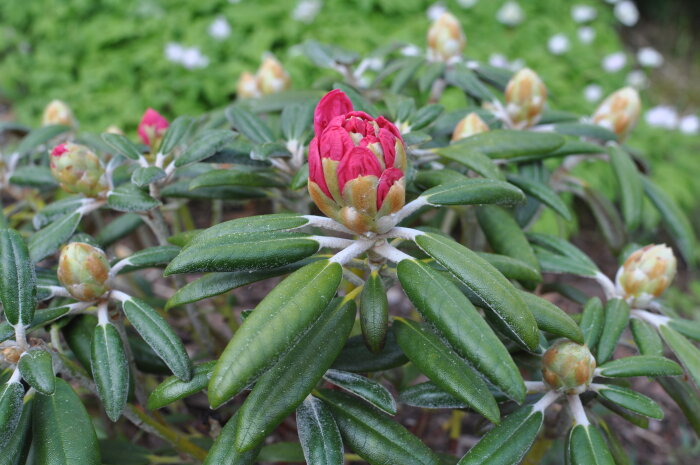 Rododendronknopp, gröna blad, vattendroppar, ofullständigt öppnad blomma, vårlig känsla.