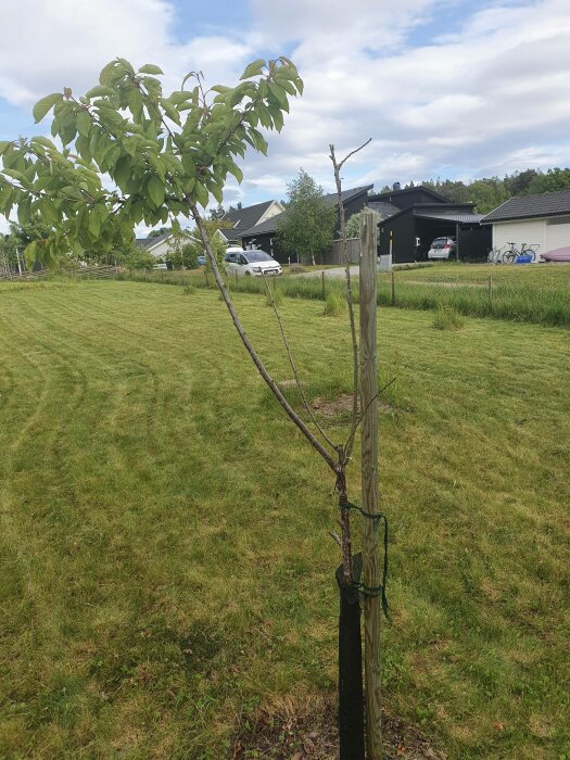 Ungt träd bundet till stolpe, grönt gräs, bostadshus i bakgrunden, molnig himmel, dagtid.