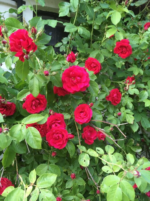 Röda rosor i blom omgivna av gröna blad och knoppar mot en vag bakgrund.