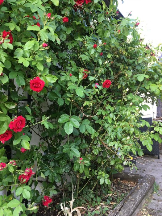 Trädgård med frodiga gröna blad och blommande röda rosor, träbänk, grå stenplattor, vita fönsterluckor.