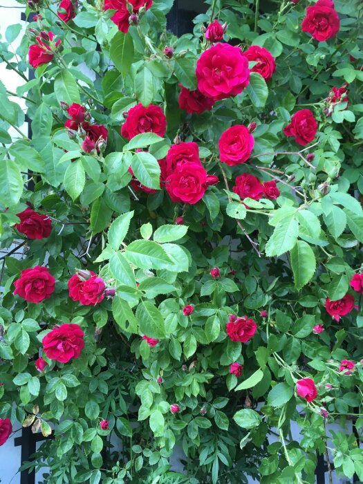 En buske med blommande röda rosor och gröna blad mot en suddig bakgrund.