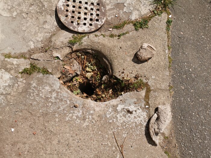 Brutet trottoarbetong runt en förskjuten avloppsbrunn med skräp och växtlighet, utomhus belysning.