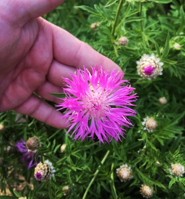 En hand håller en levande, rosa tistelblomma med grönt bladverk runtomkring.