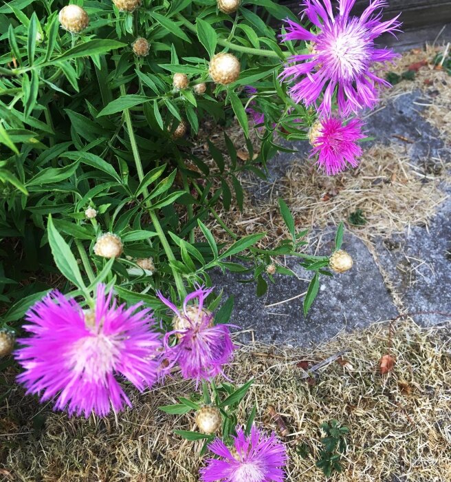 Lila blommor, gröna blad, torrt gräs, stenplattor. Naturmönster, sommarvibbar, trädgårdsflora.