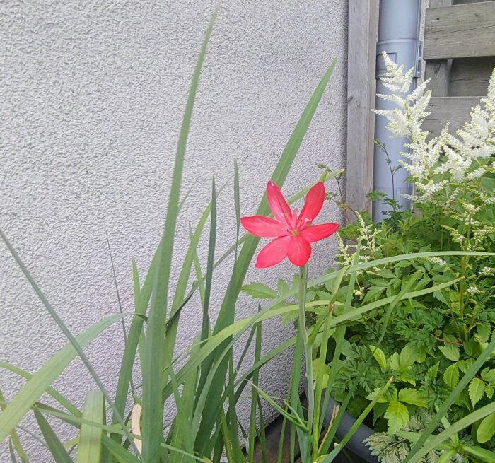 En ensam röd blomma med gröna blad mot en grå vägg och trädetalj.