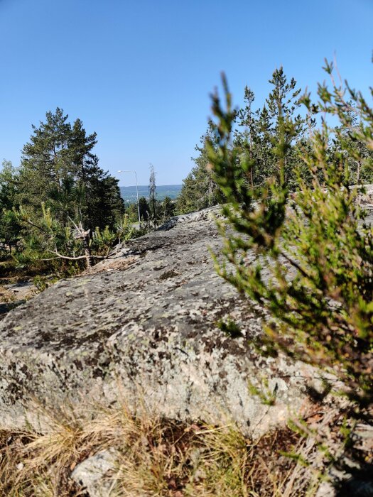 Skogsmark med stenar och tallar. Blå himmel. Ljusdag. Naturen dominerar. Ingen synlig civilisation. Fokus på närliggande vegetation.