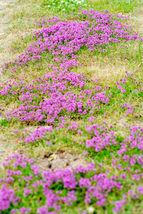 En äng med lila blommor och grönt gräs. Naturens skönhet, färgrik och livlig.