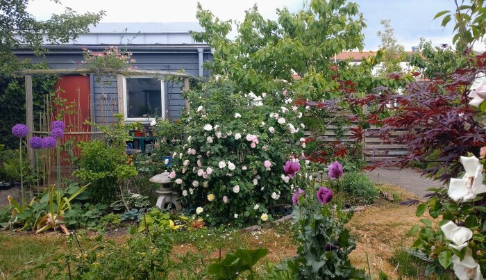 Trädgård med blomstrande buskar, lila blommor, grönska, trästaket, växthus, mysig, oorganiserad, naturlig atmosfär, dagtid.