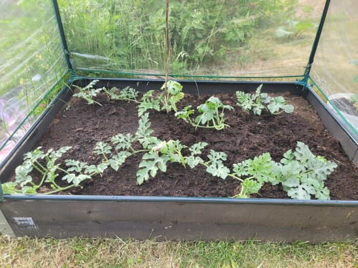 Växthus med odlingslåda, nyplanterade tomatplantor och vattenmelonplantor i jord, genomskinlig plast, gräs utanför.