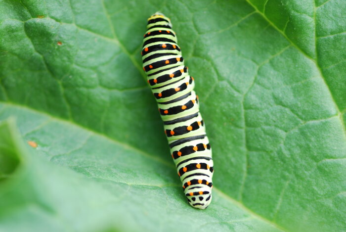 Färggrann larv på grönt blad, svart, grönt och orange mönster, närbild, natur, dagtid.