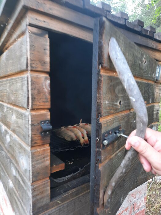 Hand håller verktyg, träkonstruktion, höns inuti, öppet låsbart lock, suddig förgrund, utomhusmiljö.