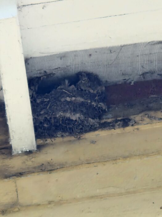 Fågelbo under husets takkant, gömd bakom avloppsrör, byggnadens vita yta.