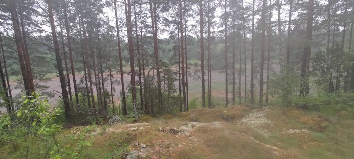 Dimmig skog, tallar, fuktigt, grönska, orörd natur, karga marken, stillhet, mjuka jordfärger, utsikt över vatten.