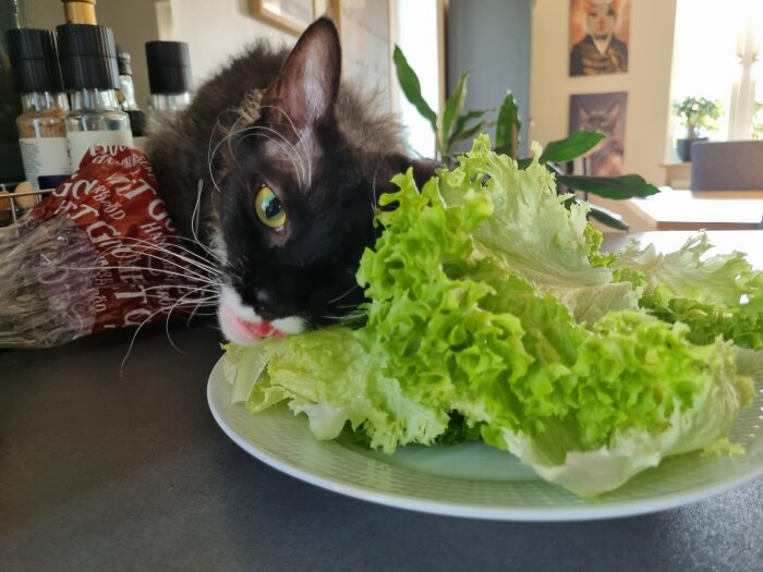 Svartvit katt sniffar på en tallrik med grönsallad i ett kök.