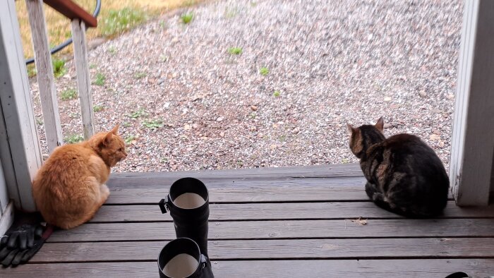 Två katter sitter på en veranda. Trägolv och grusväg syns. Gummistövlar och handskar till vänster.