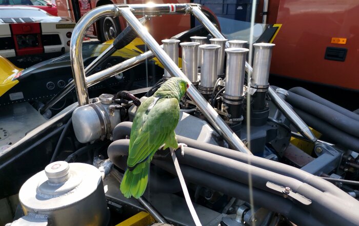 Papegoja på en racingbilsmotor, detaljer i teknisk miljö, ovanlig kombination av natur och mekanik.