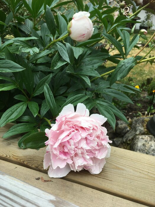 Rosa pionblomma på träyta, grön bladväxt i bakgrunden, daggdroppar, natur, sommar, trädgård.