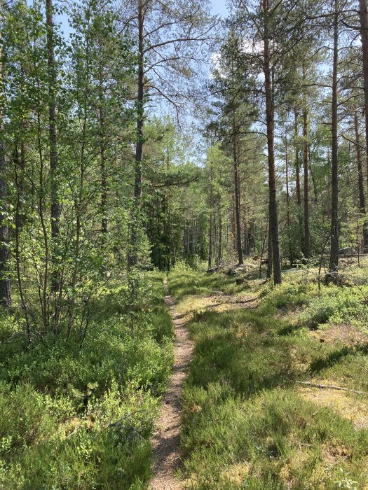 Solig skogsväg, gröna träd och buskar, ljust landskap, natur, dagtid, fridfullt, ingen person synlig.