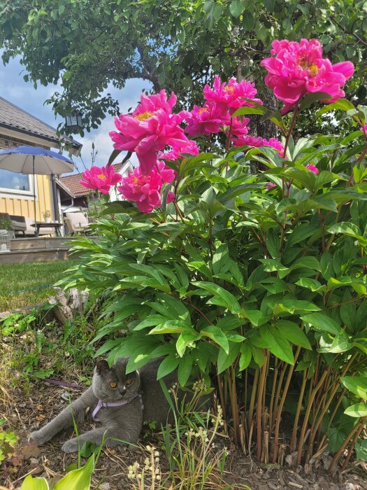 Grå katt under rosa pioner i frodig trädgård med hus och parasoll i bakgrunden.