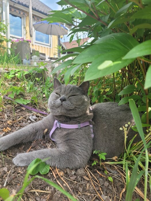 Grå katt med sele vilar i en trädgård bland gröna växter, bakgrund med gult hus.