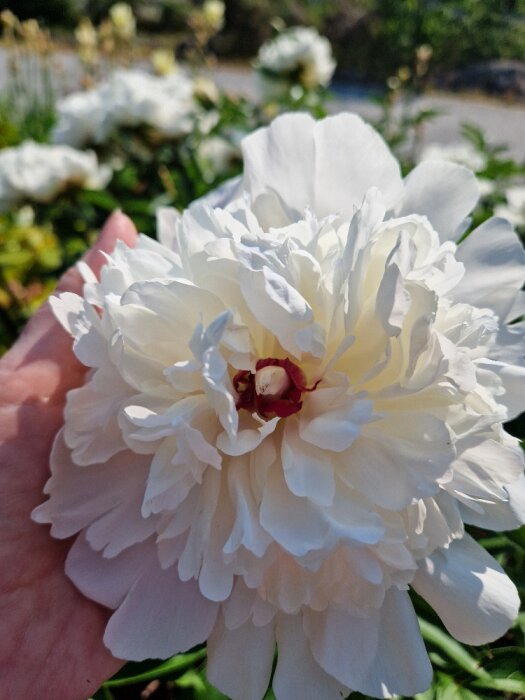 En hand håller en frodig vit pion i solljus med suddiga blommor i bakgrunden.