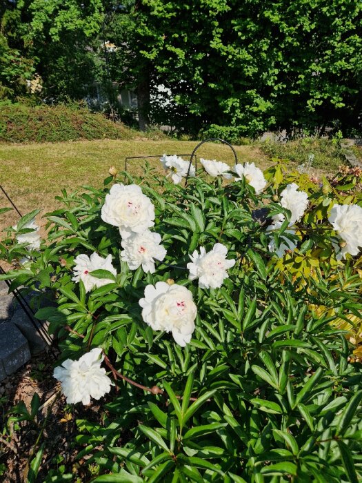 Vitblommig pionbuske i blom, gröna löv, soligt, trädgårdsstöd, bakgrund med träd och gräsmatta.