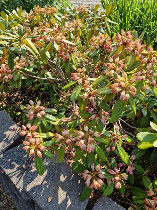 Gröna blad och rosa blommor på buske vid stenplattor, dagtid, utomhus, solskuggor på marken.