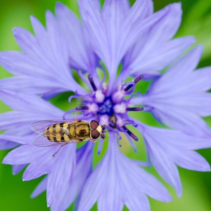 Insekt på lila kronbladig blomma, grön bakgrund, makrofotografi, pollinering, natur, sommar.