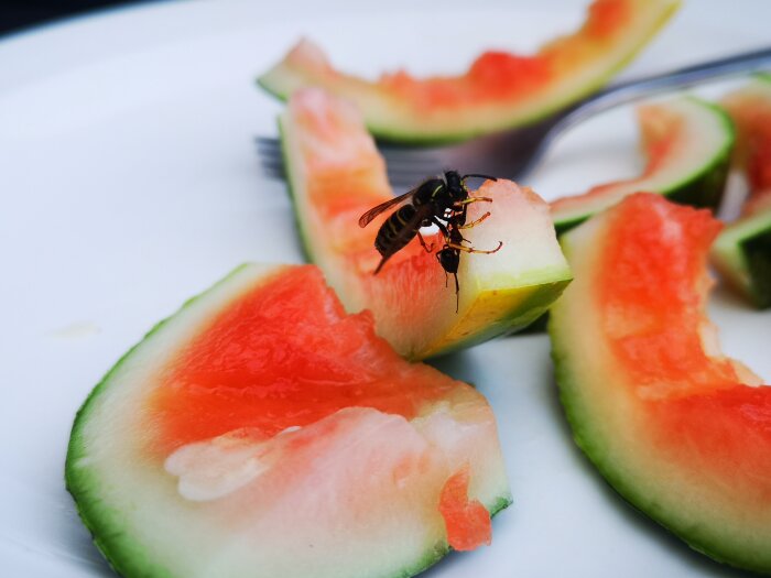 Biet äter vattenmelon. Färgglad. Närbild. Uppdukning utomhus. Fruktbitar. Sötma lockar insekter. Sommarscen.