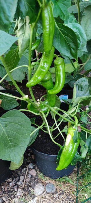 Gröna chili peppar växer på planta i svart kruka utomhus med synlig jord och stenig mark.
