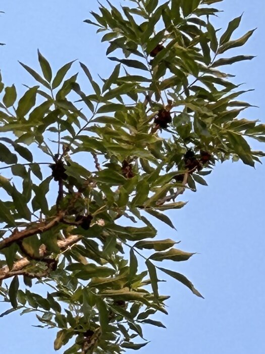 Trädgrenar med gröna blad mot en klarblå himmel.