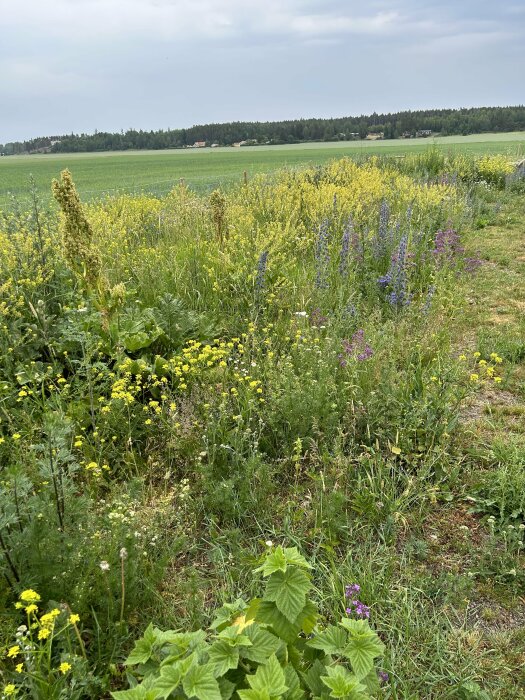 Ett fält med olika vilda blommor och grönska i förgrunden, åkrar och skog i bakgrunden, molnig himmel.
