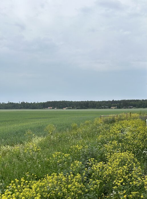 Ett grönskande fält med gula blommor, träd i bakgrunden och molnigt himmel, landsbygdsutsikt.