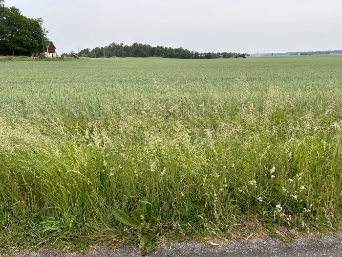 Grönt fält, höga gräs, vägkant, lätt molnigt, byggnader i bakgrunden, lugnt landskap, tidig sommar eller vår.