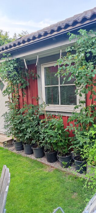 Trädgård med tomatplantor i krukor framför rödmålat hus med vitt fönster, gräsmatta i förgrunden.