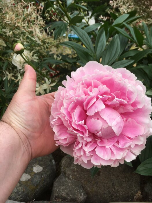 En hand håller en stor rosa pion framför en suddig grönskande bakgrund.